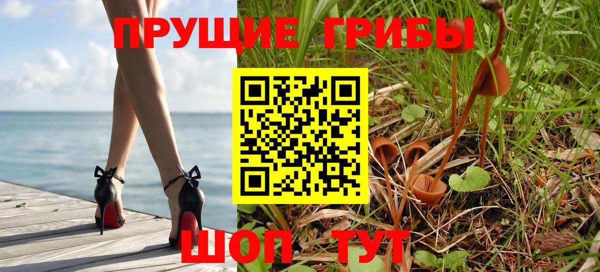 Псилоцибиновые грибы Psilocybine cubensis Тамбов